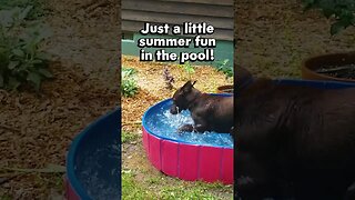 "Summer fun in the pool"