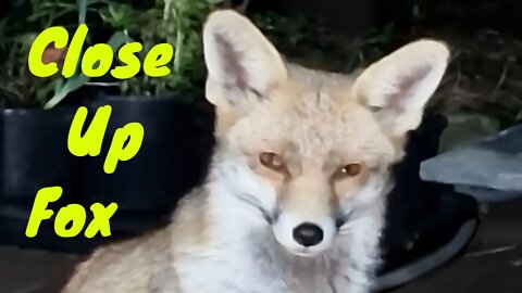 🦊CLOSE UP - Ajax 'our' urban 'fox just standing there smiling and thinking S22 Ultra 4k