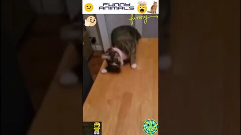 Gatos vs Perros: La Batalla Final de las Travesuras