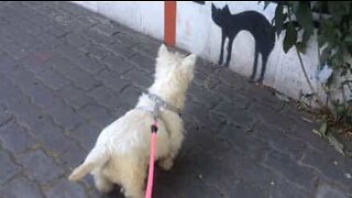 Dog is scared by a picture of a cat on a wall