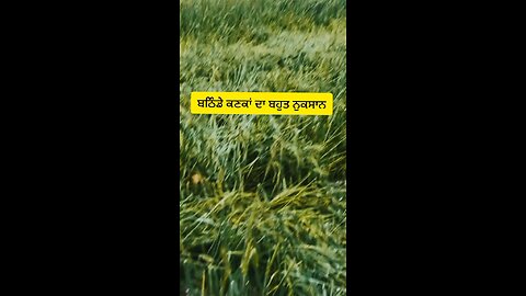 ਬਠਿੰਡੇ ਕਣਕਾਂ ਦਾ ਬਹੁਤ ਨੁਕਸਾਨ #news #rain