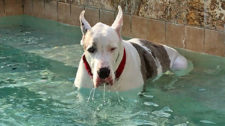 Great Dane Enjoys Pool Dipping and Sipping