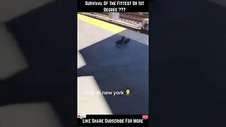 Survival Of The Fittest Or 1st Degree NYC Pigeons Are Crazy 😲😲 #shorts #nomadradio #fyp #clips #nyc