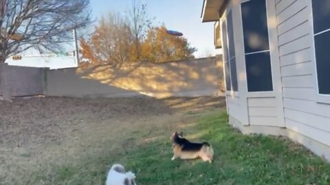 Samwise the Corgi and his Frisbee