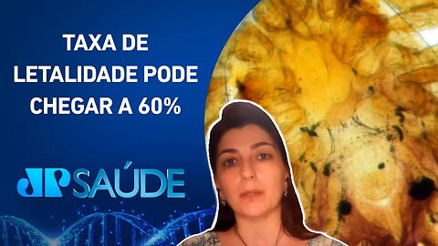 Agência FAPESP: Proteína no carrapato pode ser alvo para vacina contra febre maculosa | JP SAÚDE