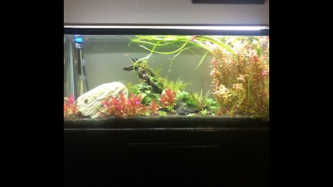 My planted fish tank