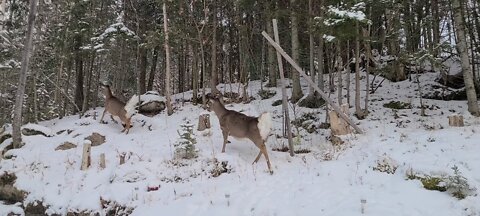 What's going on with the deer?