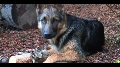 19 Survival Expert Raises Puppy into Bushcraft Dog