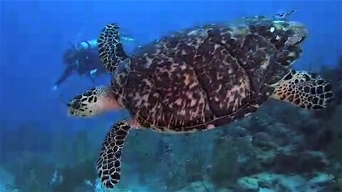 Scuba diver has magical swim with critically endangered sea turtle
