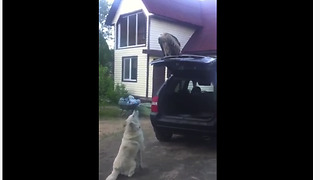 Gigantic griffon vulture perches itself atop van's trunk