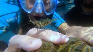 Une crevette montre ses talents de manucure à des plongeurs