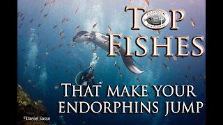 Top Fishes that make your Endorphins jump!