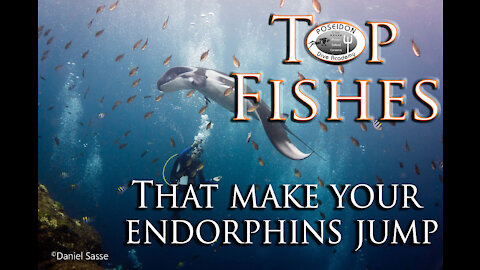 Top Fishes that make your Endorphins jump!