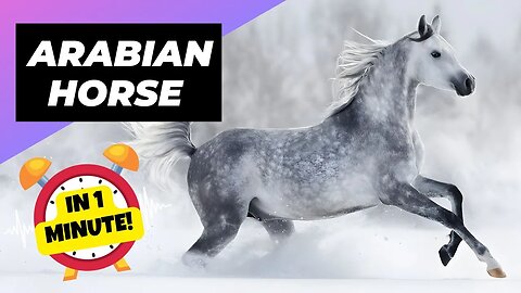 Arabian Horse - In 1 Minute! 🌊 One Of The Most Beautiful Horses In The World | 1 Minute Animals
