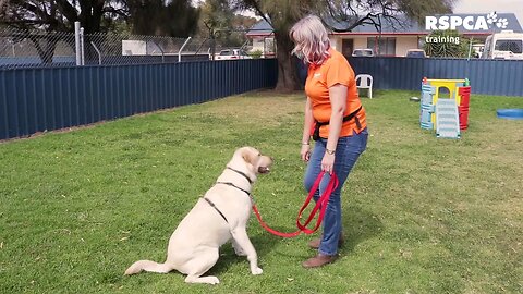 dog training video