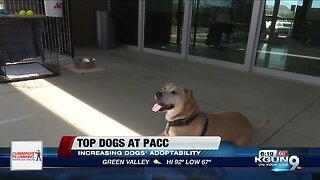 Increasing the adoptability of PACC shelter dogs with TOP Dogs