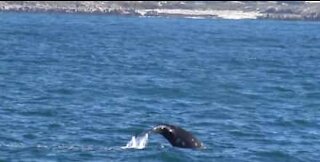 Migration: le spectacle des baleines grises et d'un lion de mer