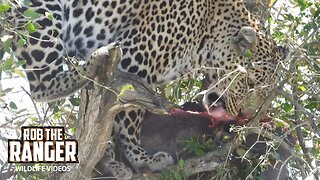 Leopard Feeds In A Tree | Maasai Mara Safari | Zebra Plains