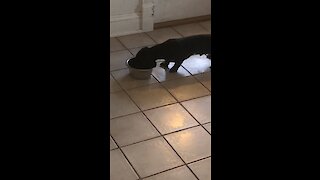 Mini Dachshund puppy is afraid every time his food bowl moves