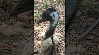 An Emu?