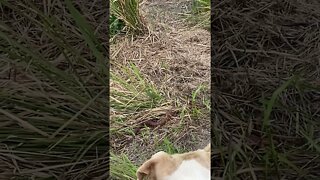 Dog finds deadly snake. 29/10/21
