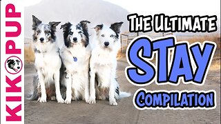 Teach your dog to STAY - Dog Training Videos