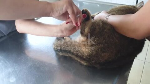Close up of cutting cat claws with nail clipper or claws trimmer stock video
