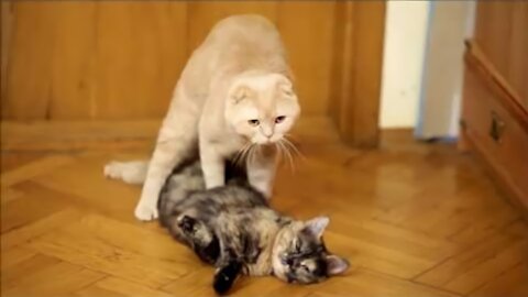 Cats Mating Cats Revives And Mates His Girlfriend