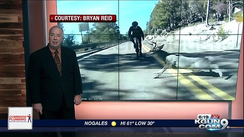 WATCH: Biker collides with deer on Mount Lemmon