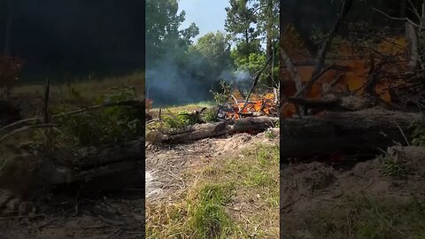 Update on Burning Tree & Clearing Land in Louisiana