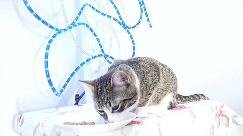 Cat Eats on the Table Not at the Table