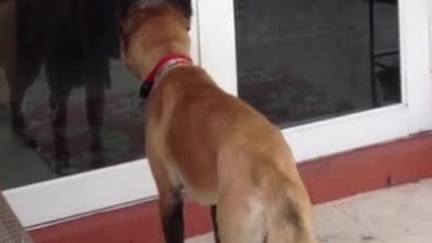 Clever Dog Learns How To Open Backyard Door