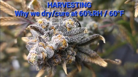 Harvest Day - Hang Dry and Curing Explained - Low maintenance Grow Experiment - Flowering Hermies!!