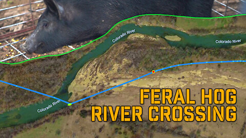 Feral Hog with GPS Tracker crosses the Colorado River | First Judas Pig of 2021