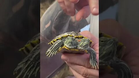 The word of the day for you is polycephaly, which means two heads like chopsticks here 🐢 🐢