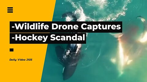 Drone Captures Killer Whales Pushing Shark, Hockey Canada Scandal