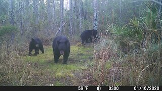 Black Bear Family