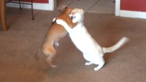 Cat vs dog fight