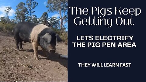 Electrifying the Pig Pen Area (this is a lesson the pigs must have)
