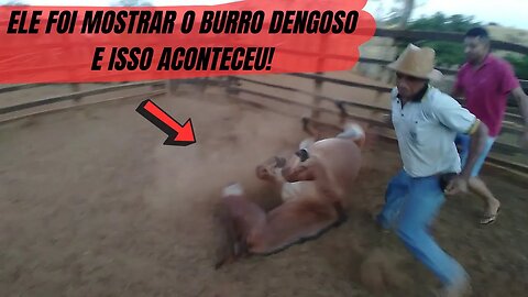 O VÍDEO QUE ESTÁ QUEBRANDO A INTERNET: O BURRO PROTAGONIZA UM MOMENTO ÉPICO! INACREDITÁVEL, MAS REAL