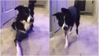 Three-legged dog fetches his 'leg'