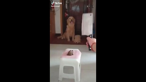 Funny dogs reacting when seeing danger