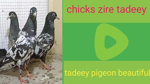 Chicks for tadey pigeon beautiful