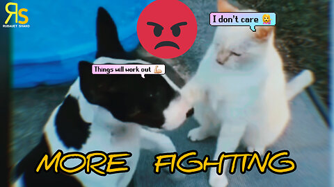 Children’s Funny Video | Dog And Cat 🤬 More Fighting