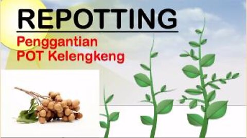 Repotting Longan Tree/ Memindah Pot Pohon Kelengkeng