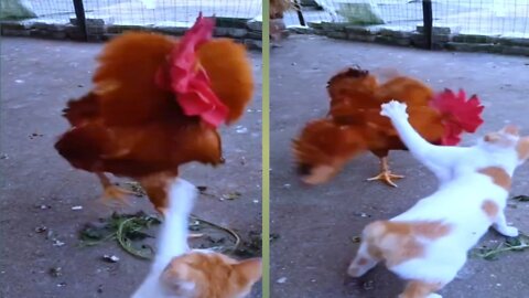 The cute cat and chicken fighting Again