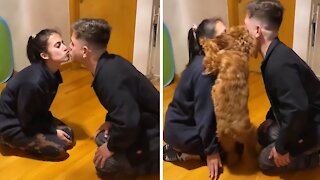 Jealous puppy won't let owner kiss his girlfriend