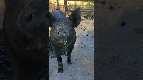 Cleanest Pigs in the County!