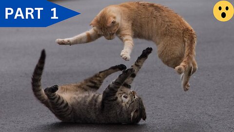 when cats learns martial arts