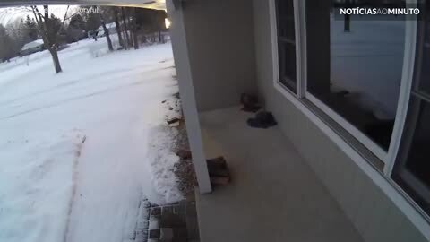 Puma invade varanda de casa nos Estados Unidos